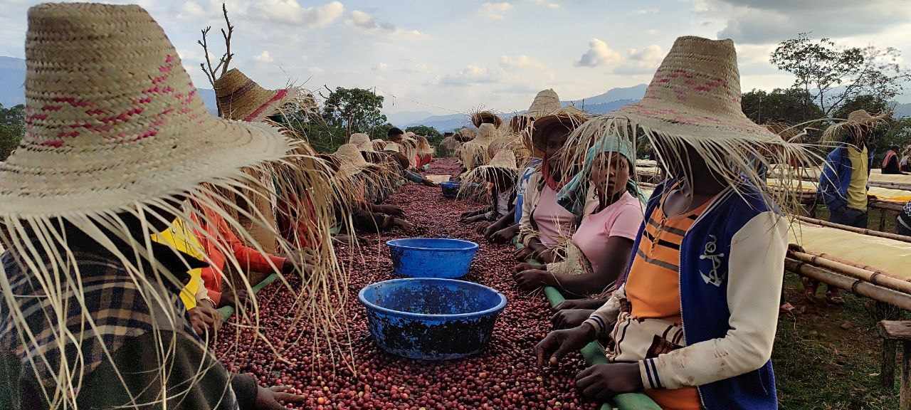 Traditional Coffee Processing